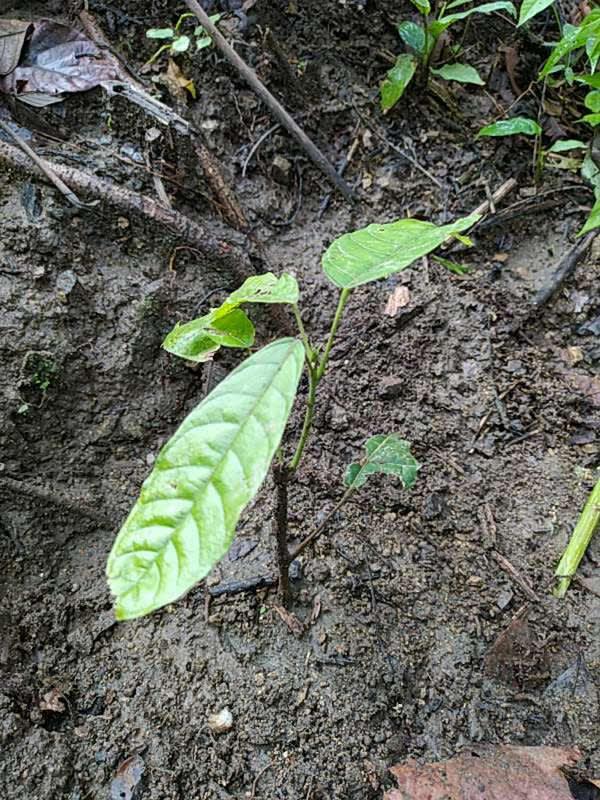 tree image