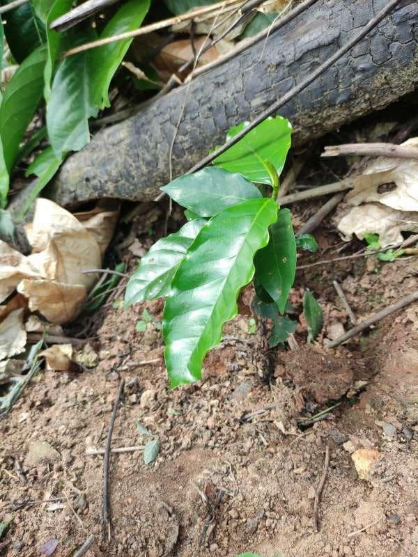 tree image