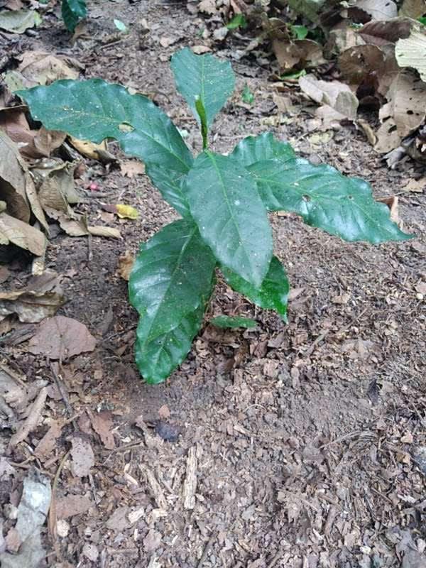 tree image