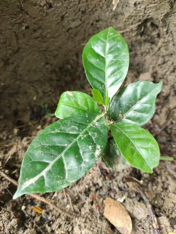 tree image