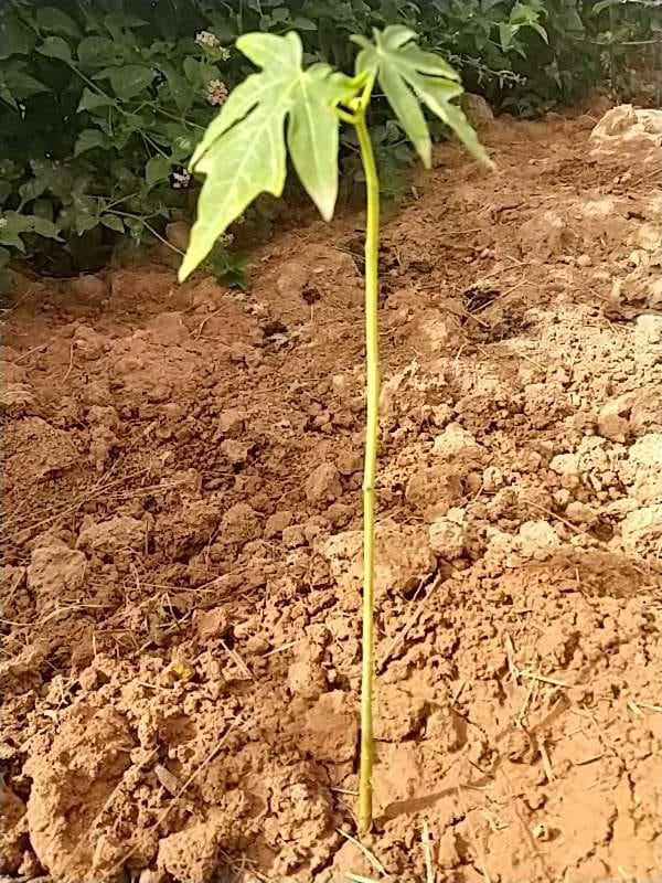 tree image
