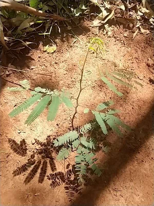 tree image