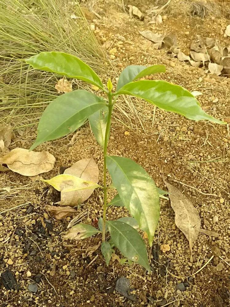tree image