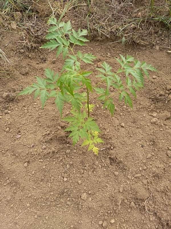 tree image