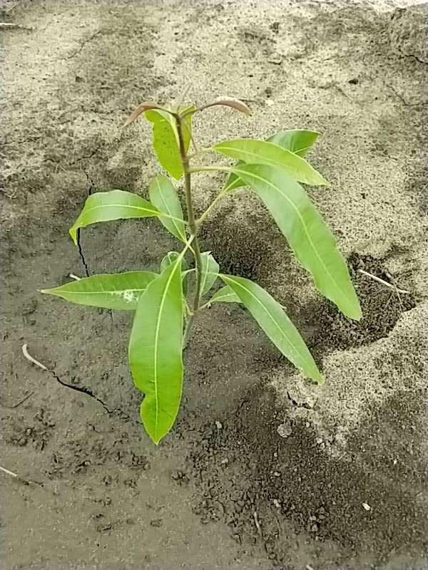 tree image