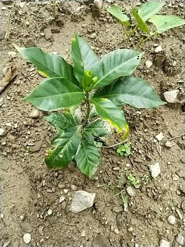 tree image