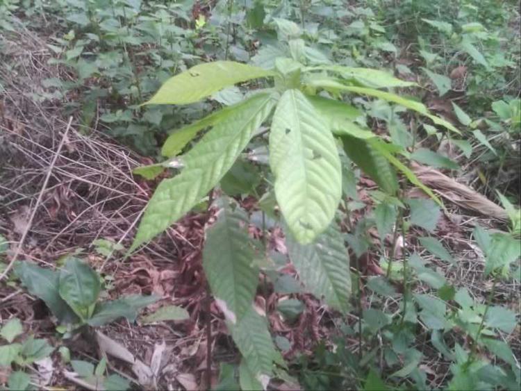 tree image