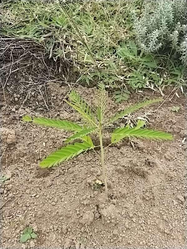 tree image