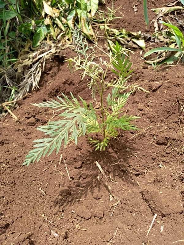tree image