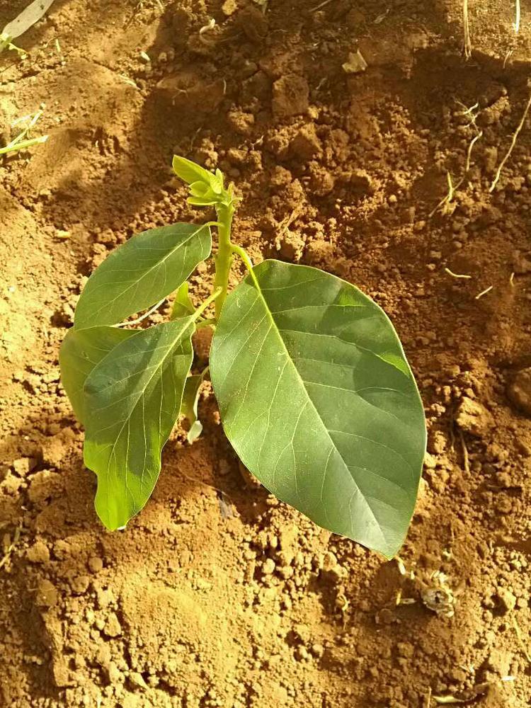 tree image