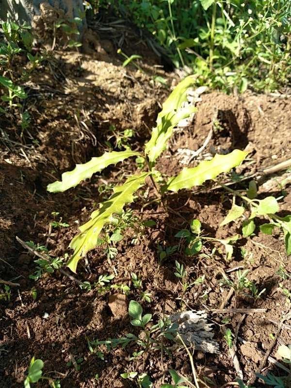 tree image