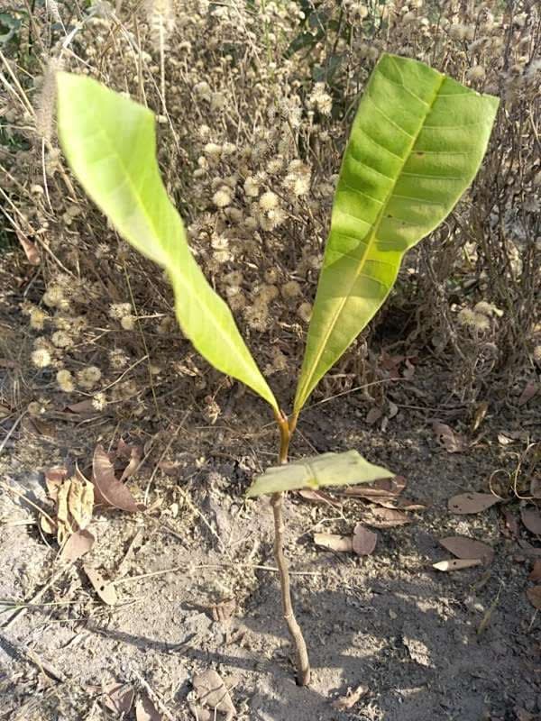 tree image