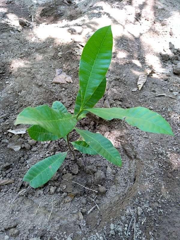 tree image
