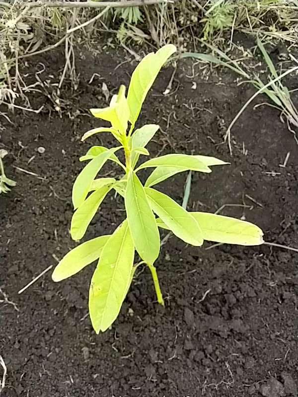 tree image