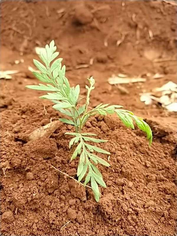 tree image