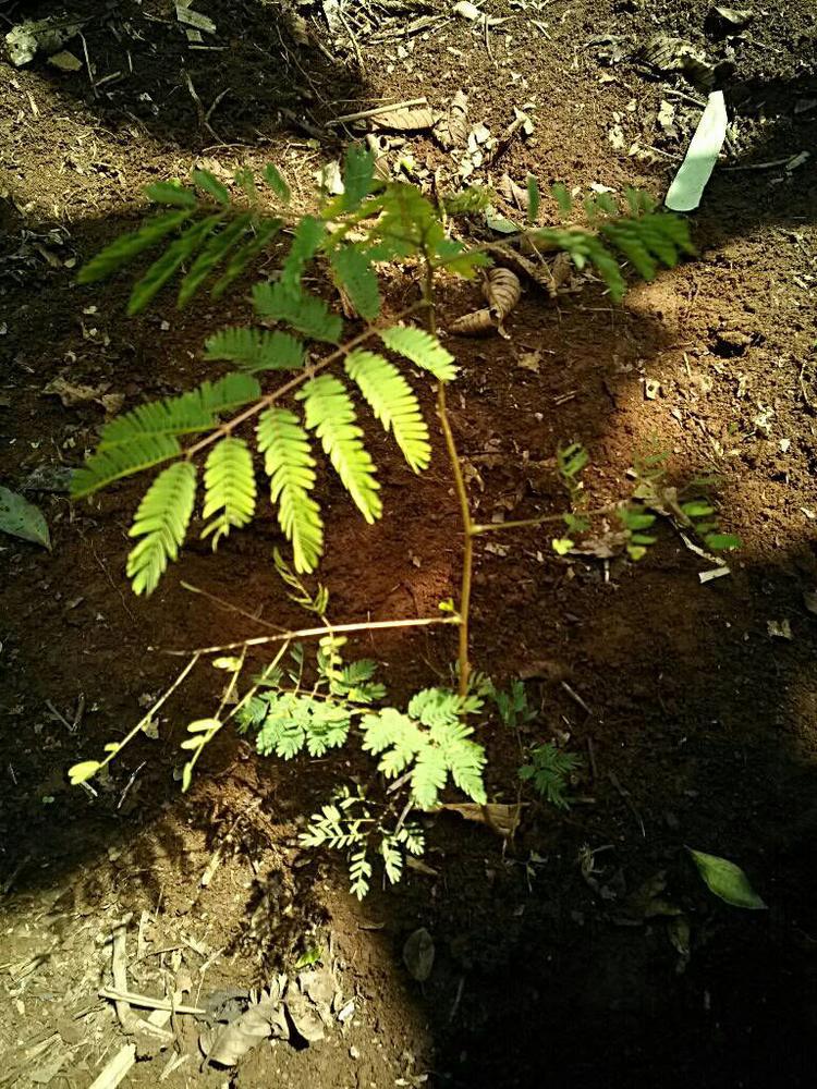tree image