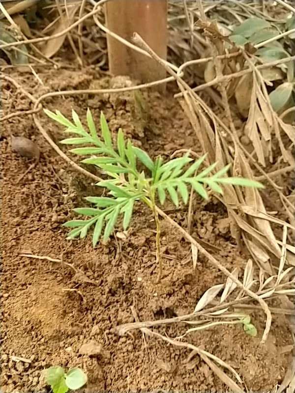 tree image