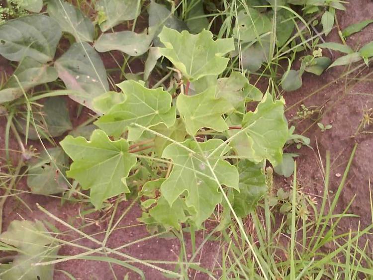 tree image