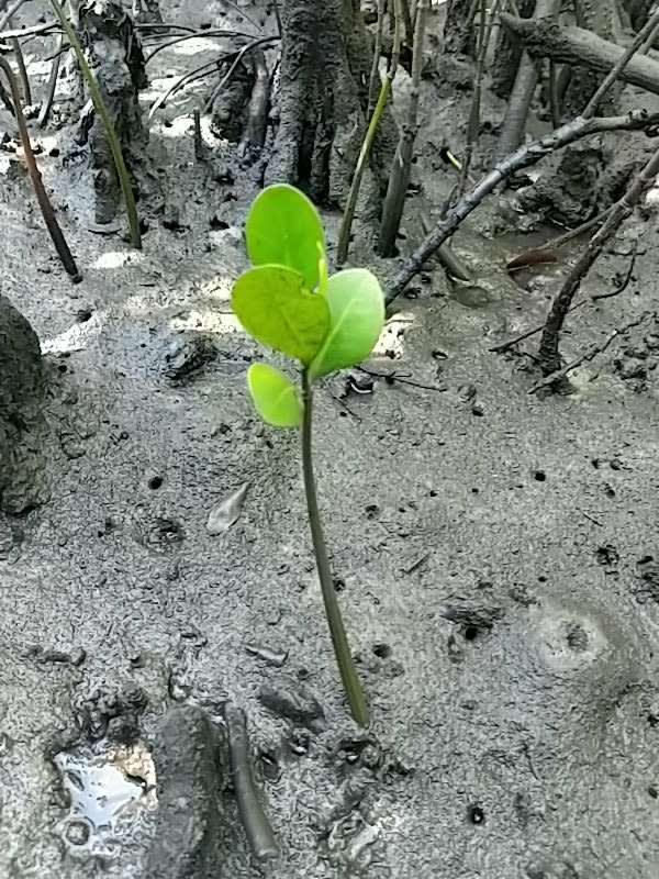 tree image