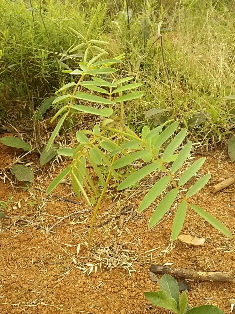 tree image