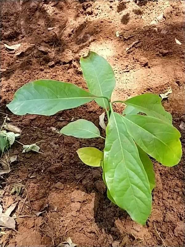 tree image