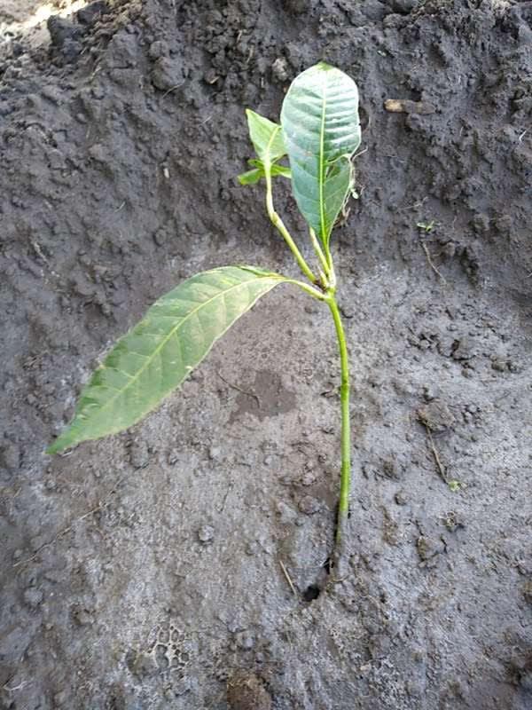 tree image