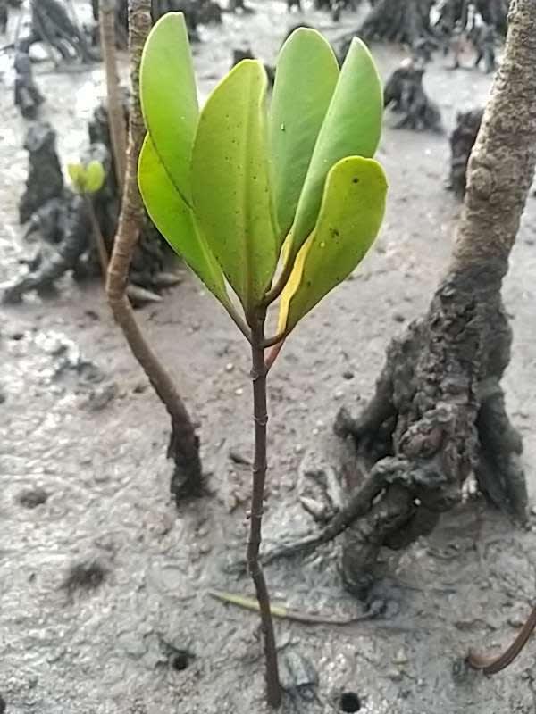 tree image