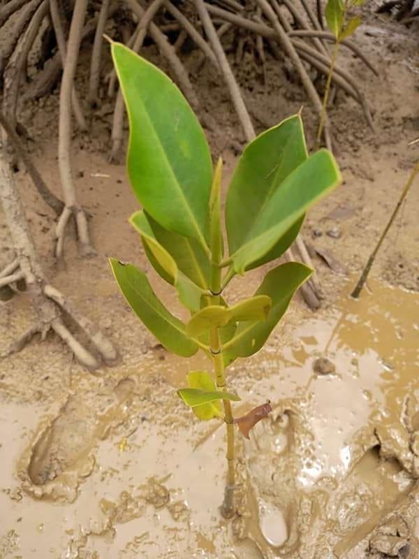 tree image