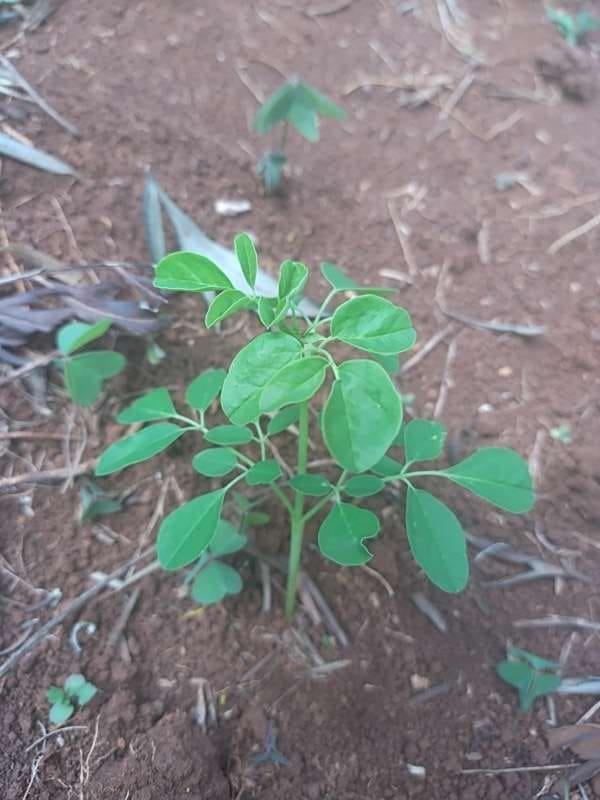 tree image