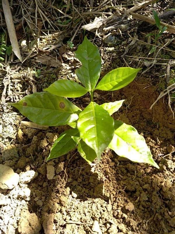 tree image