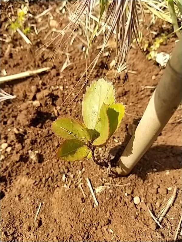 tree image