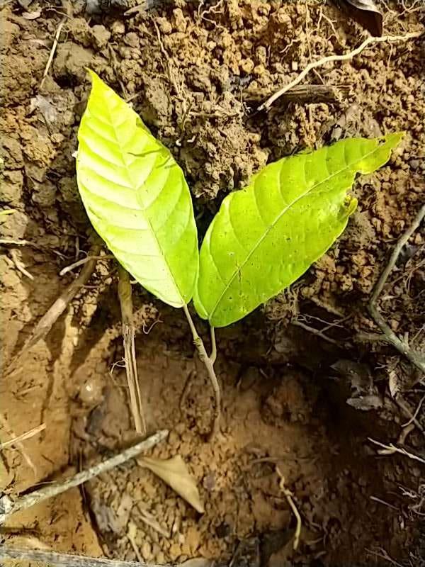 tree image