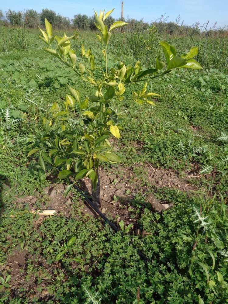 tree image