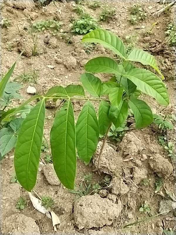 tree image