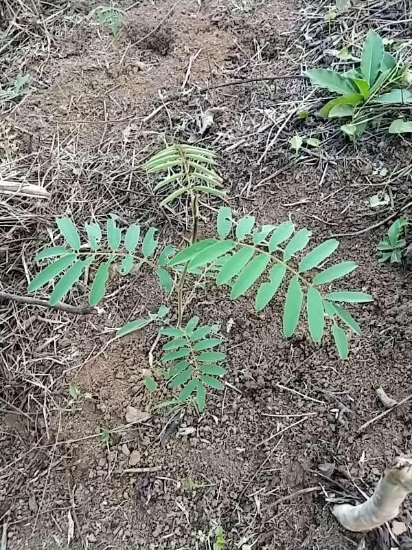 tree image