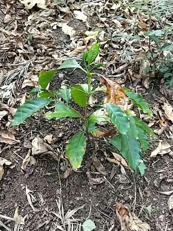 tree image