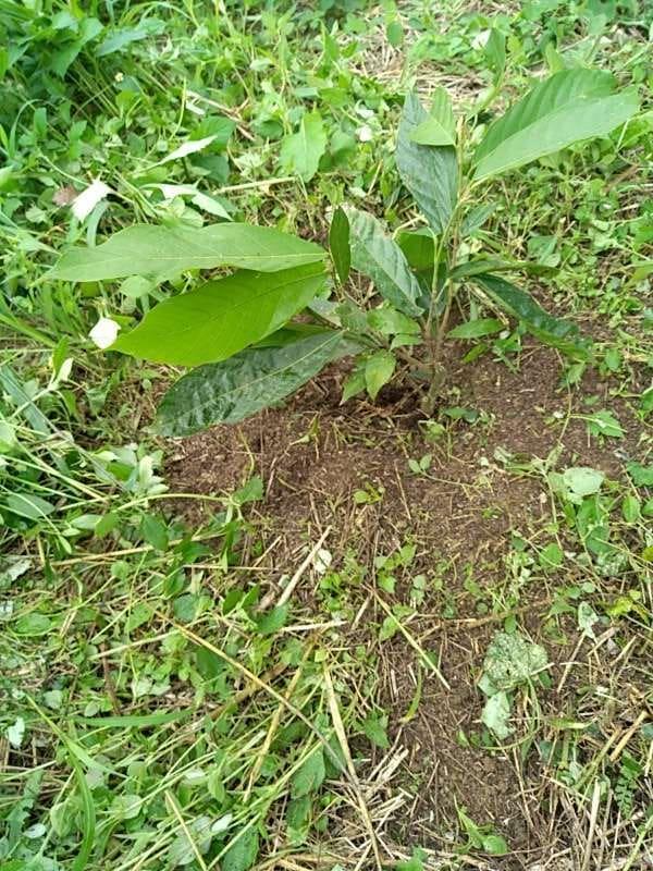 tree image