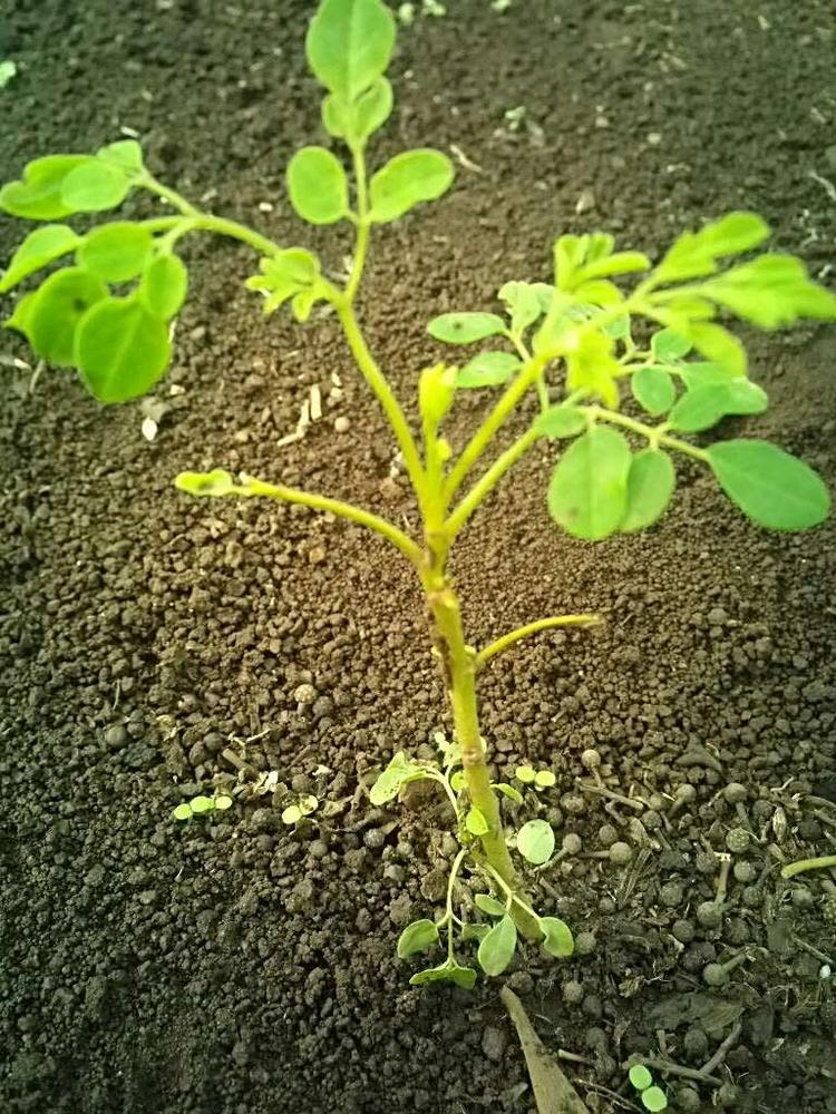 tree image