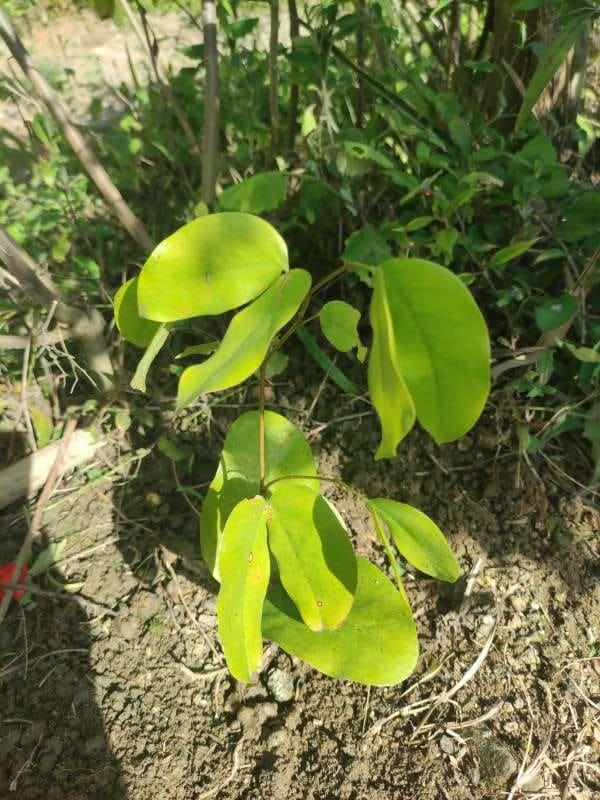 tree image