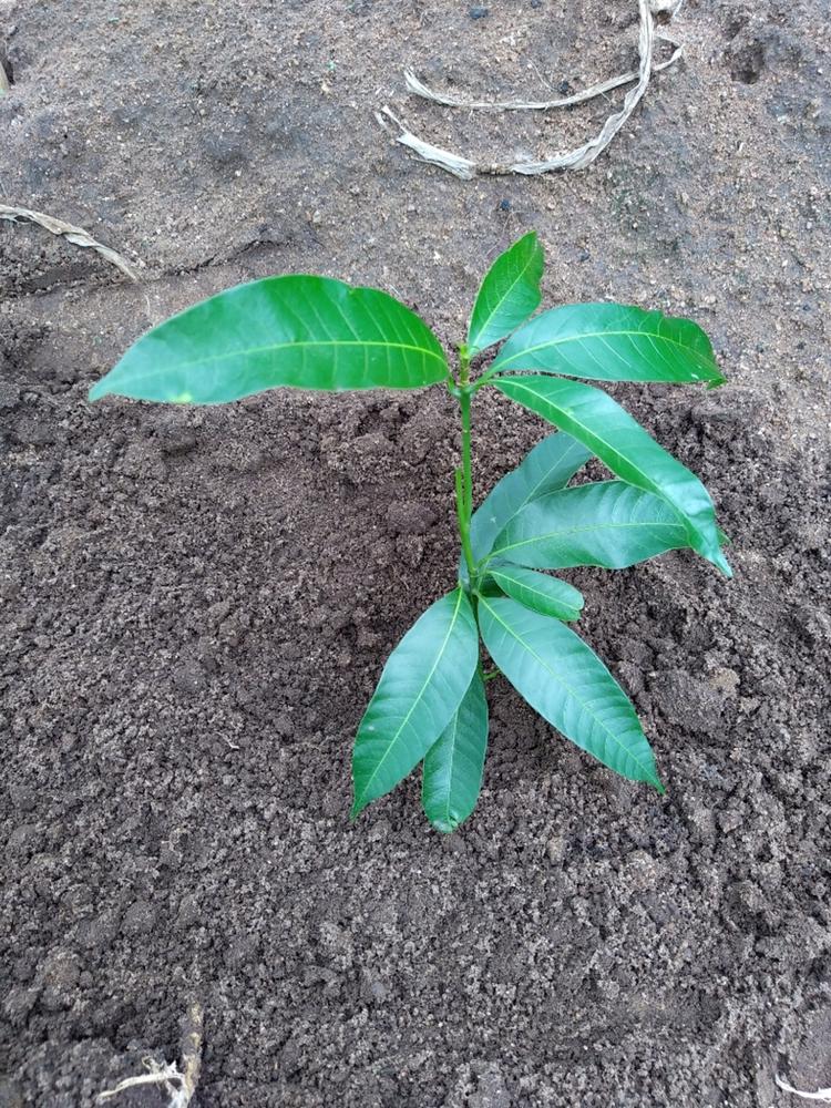 tree image