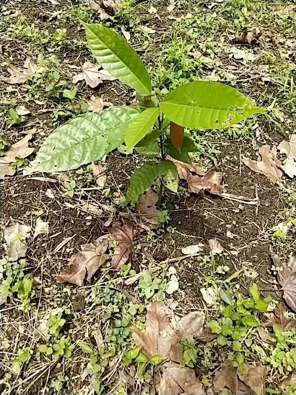 tree image