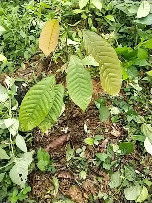 tree image