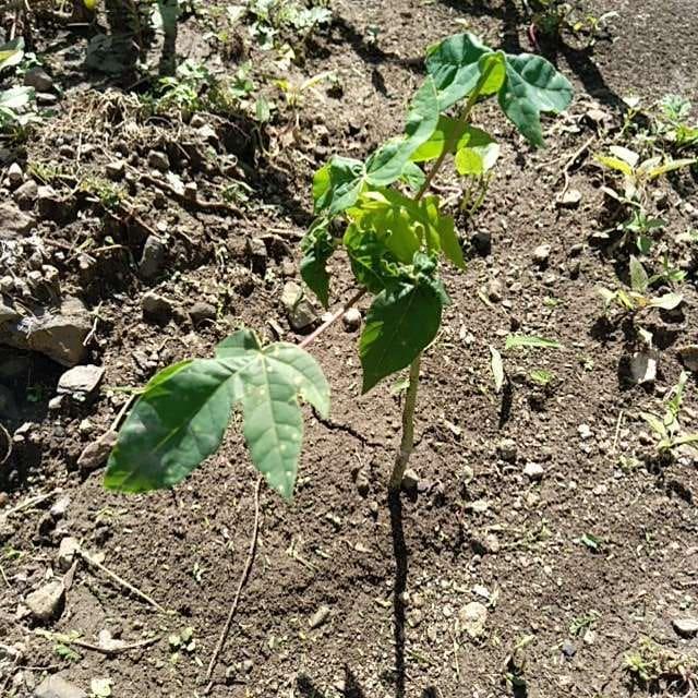 tree image