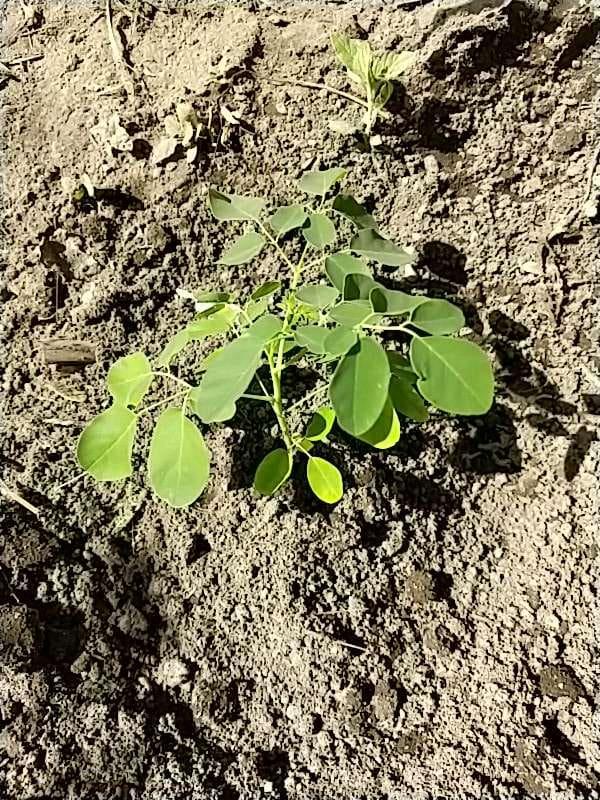 tree image