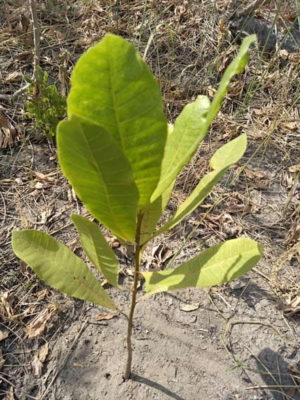 tree image