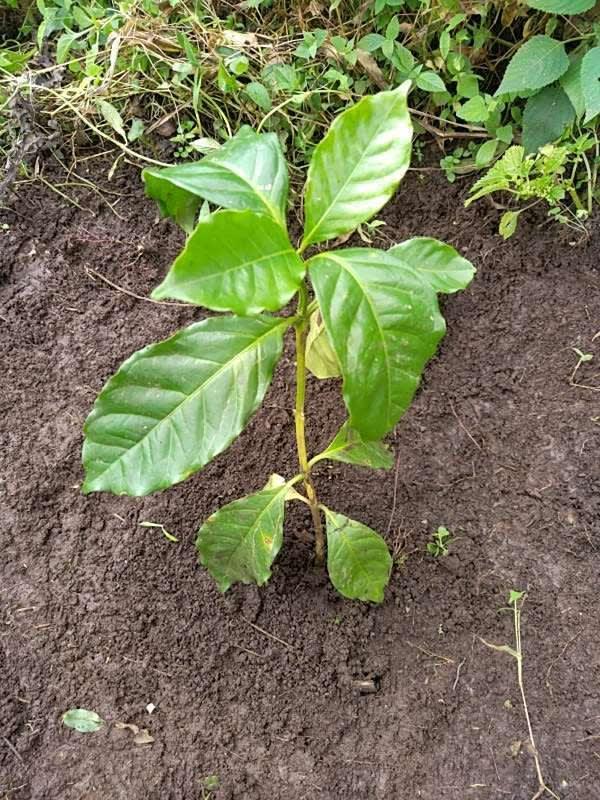 tree image