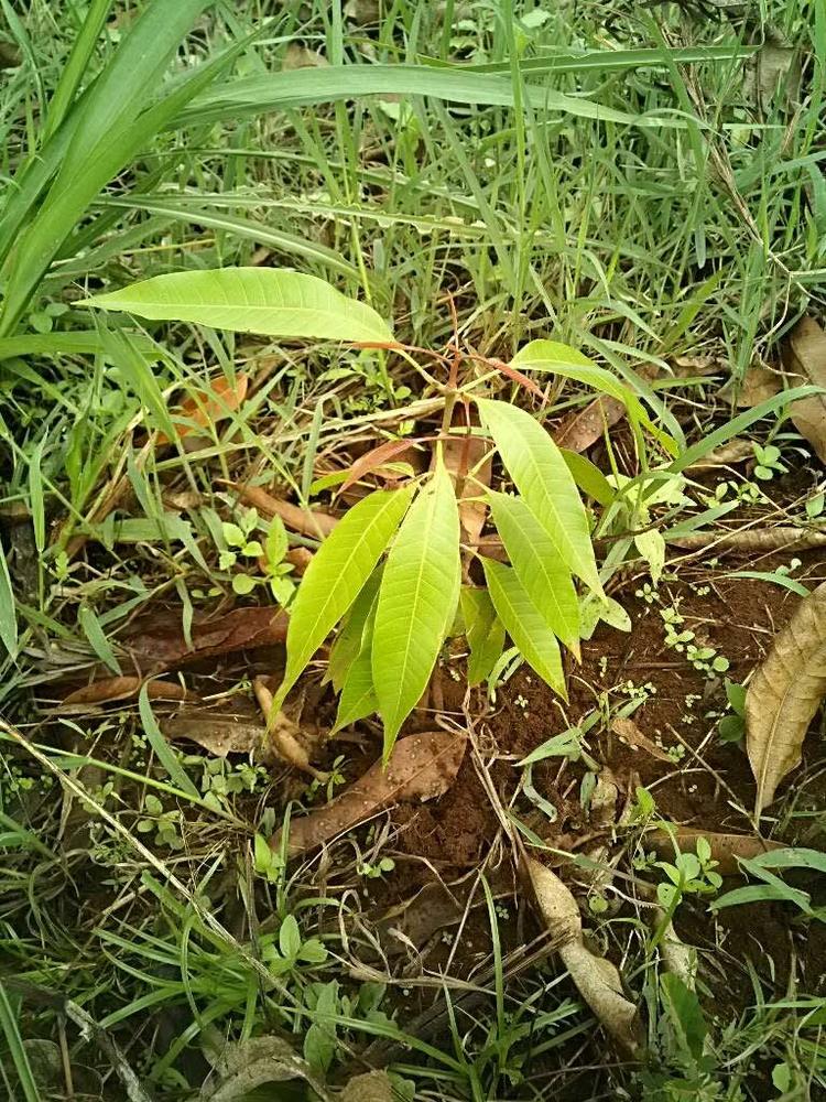 tree image