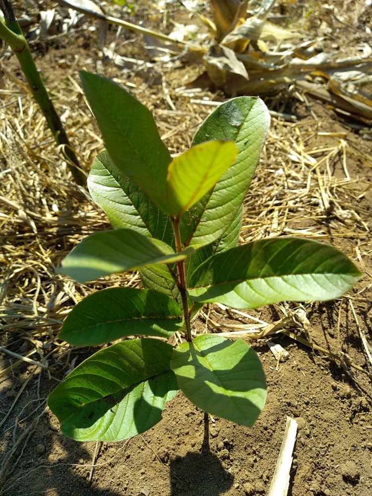 tree image