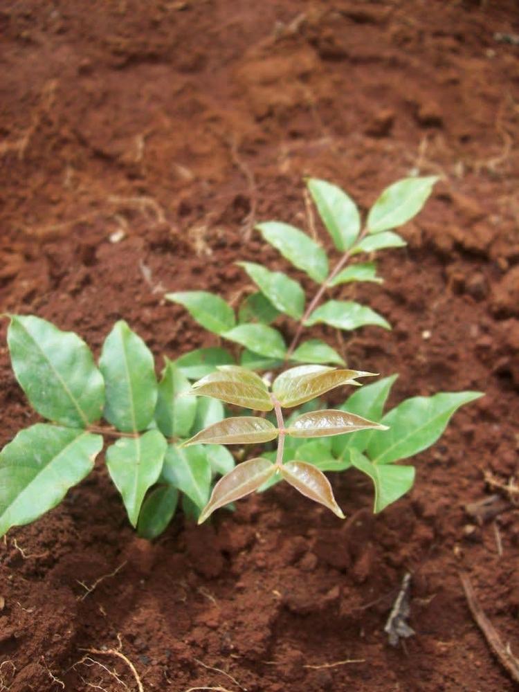 tree image