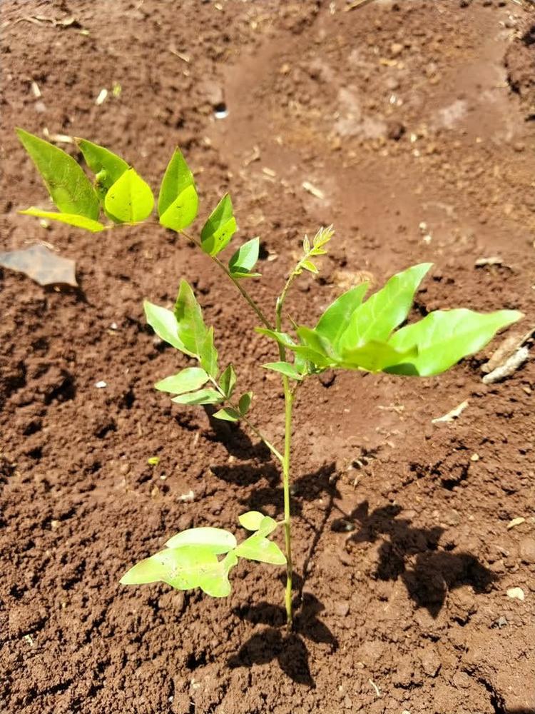 tree image